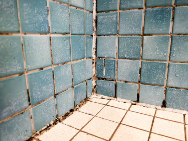 Best Industrial Mold Remediation  in Meriden, CT