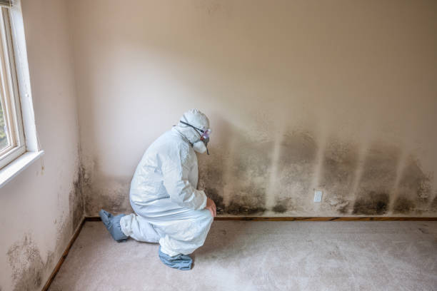 Best Residential Mold Inspection & Testing  in Meriden, CT